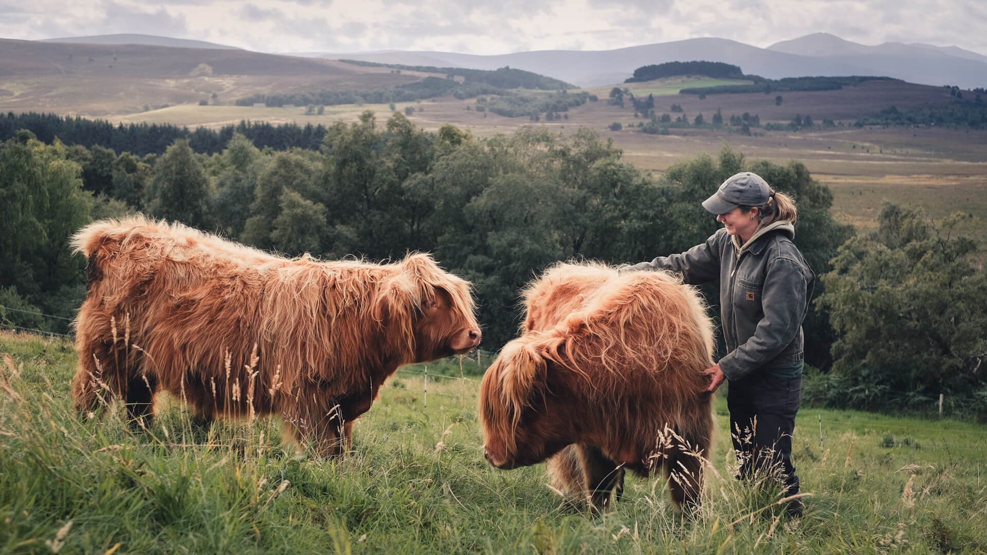 Farmer looking after two Highland cows with the Cairngorms mountain in the background at Lynbreck Croft.
