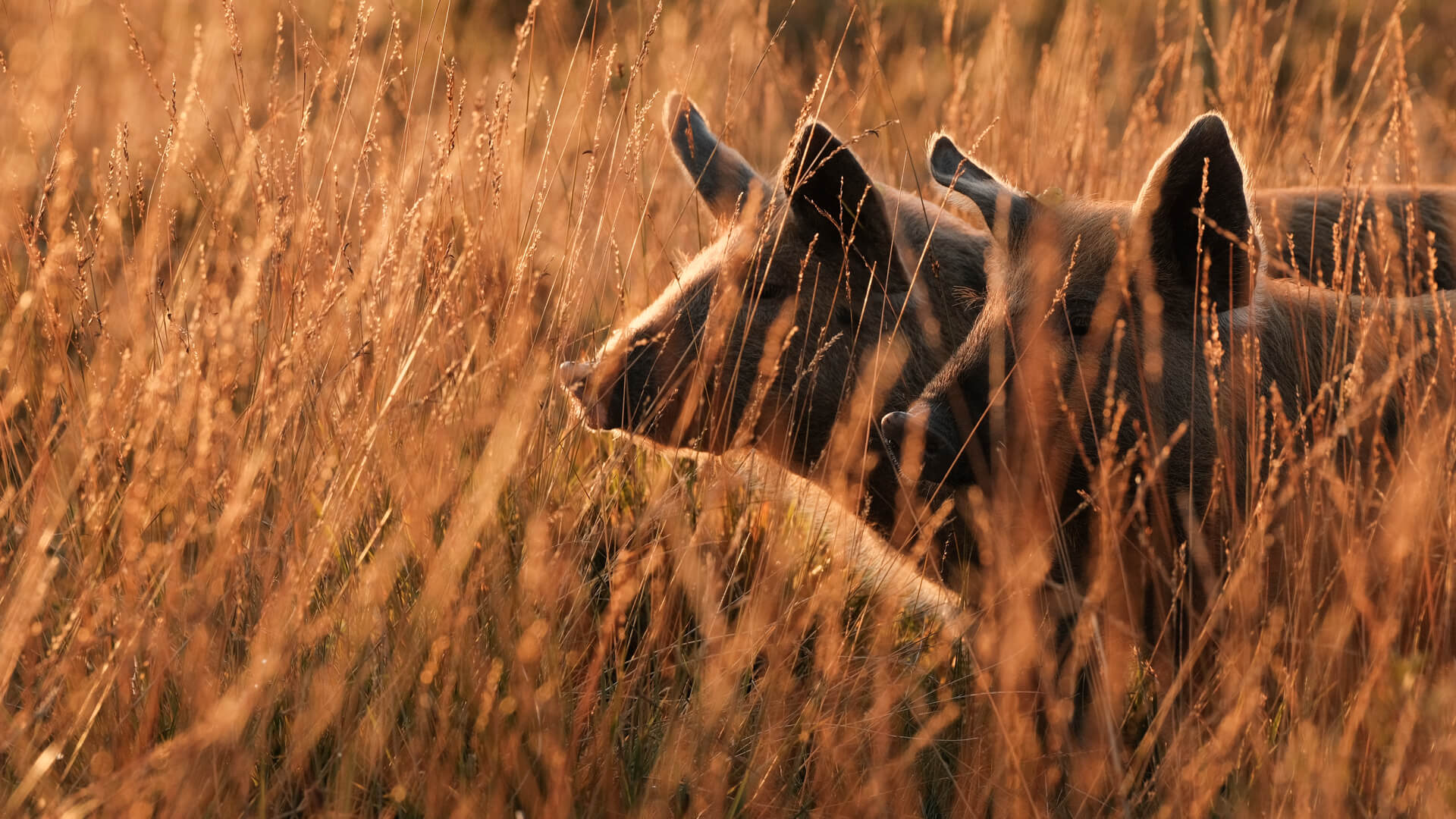 Two outdoor-reared pigs looking through long golden grass at Lynbreck Croft.