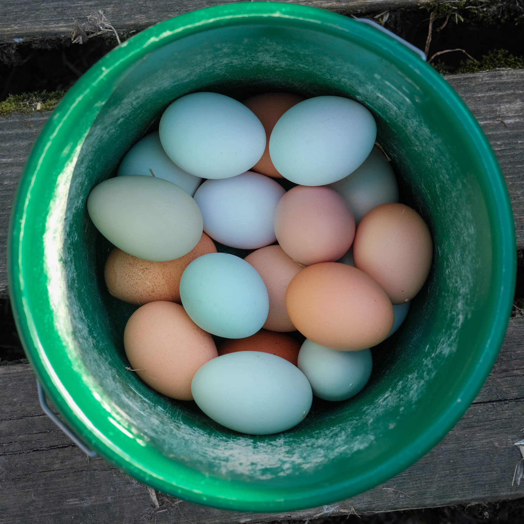 A green bucket ontaining freshly collected free-range eggs from the hens at Lynbreck Croft.