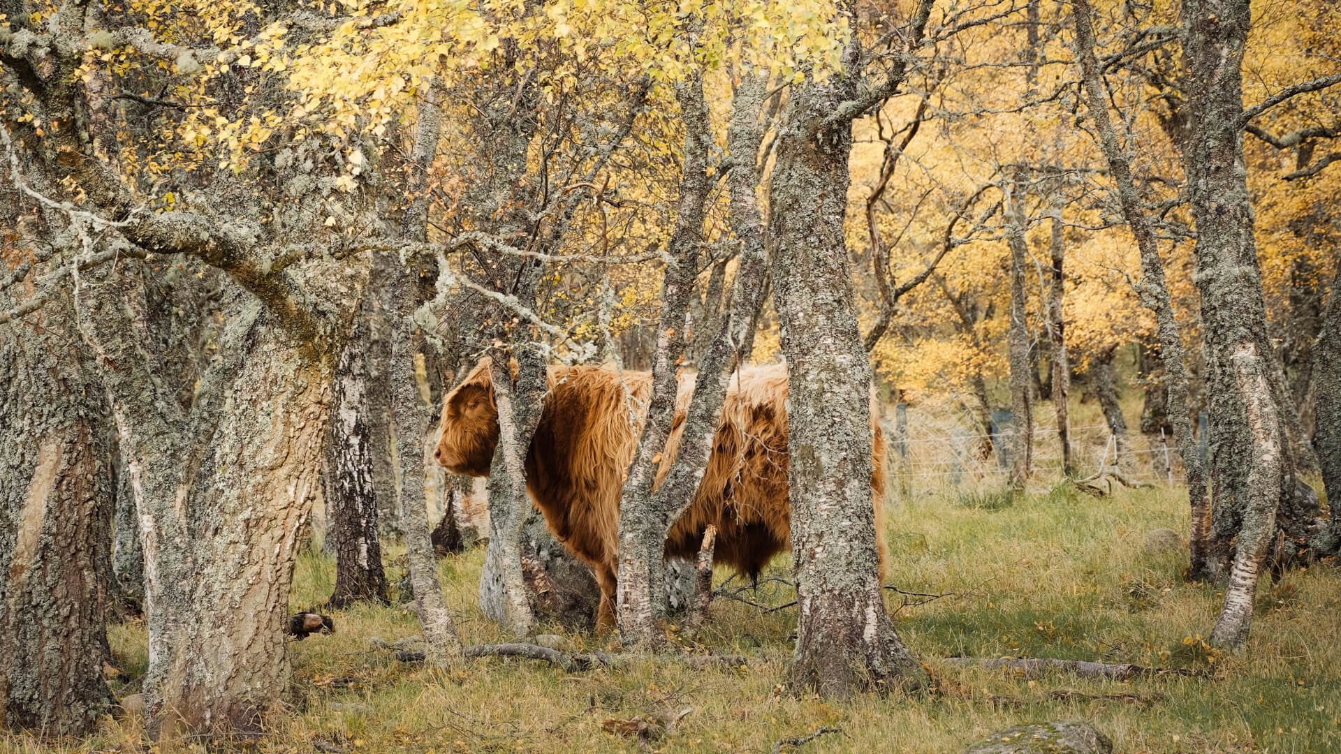 Highland cow hiding behind trees in a woodland grazing paddock at Lynbreck Croft.