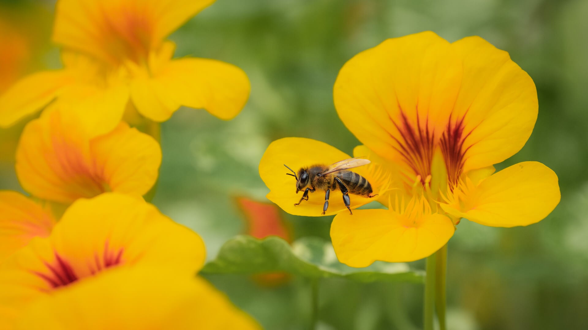 Honey bee resting on bright yellow Nasturtium flowers in the polytunnel at Lynbreck Croft