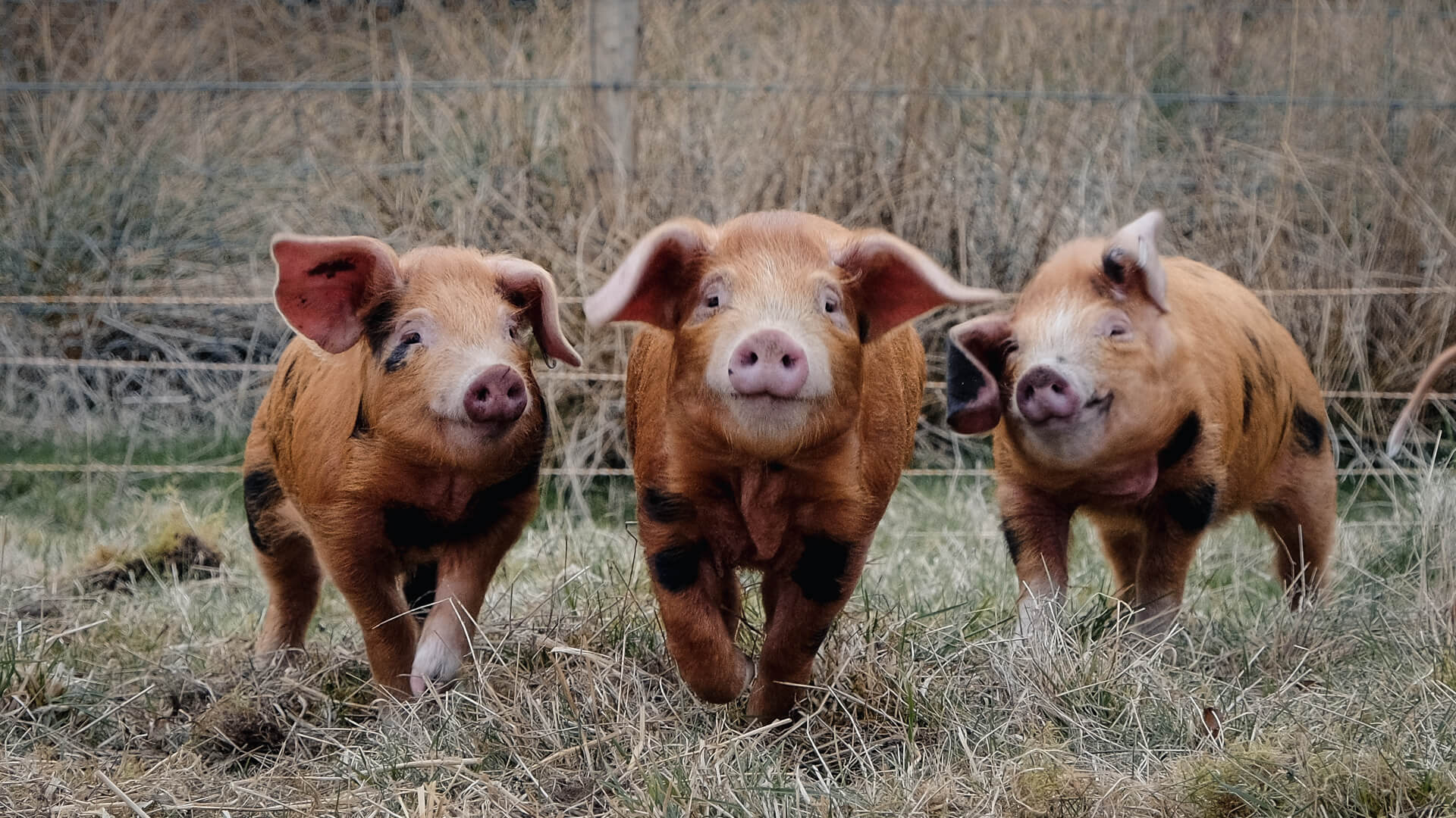 Three Oxford Sandy-and-Black outdoor pigs running towards the camera at Lynbreck Croft.