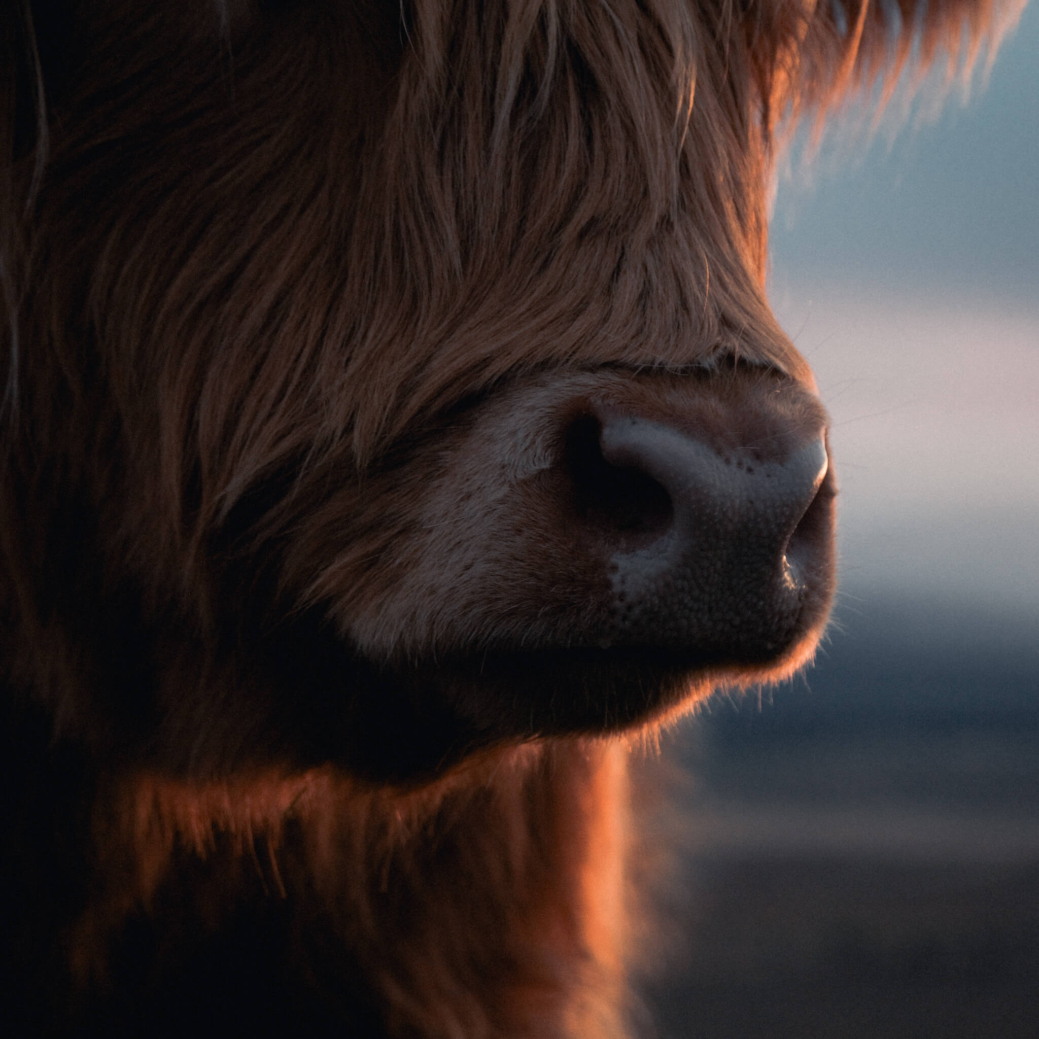 Close-up of a Highland cow's nose at Lynbreck Croft