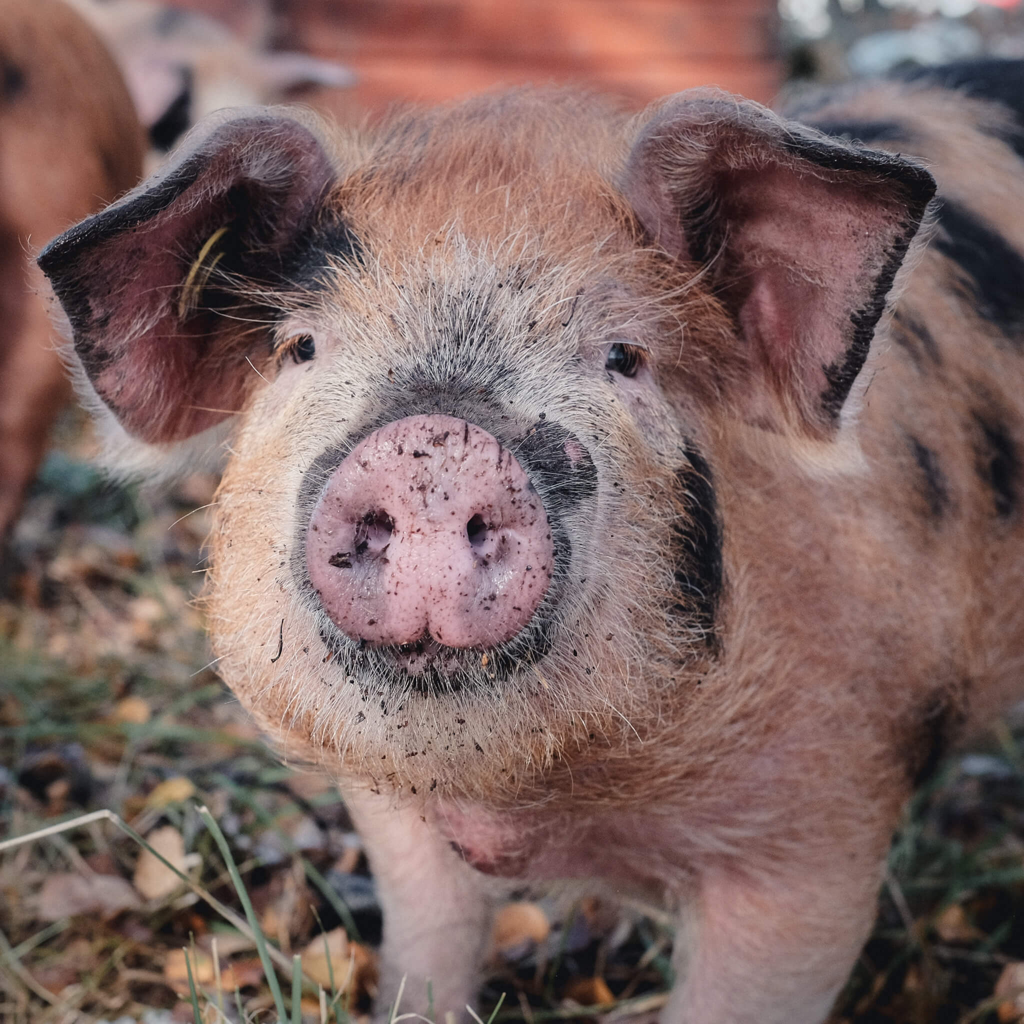 Outdoor pig with muddy nose at Lynbreck Croft